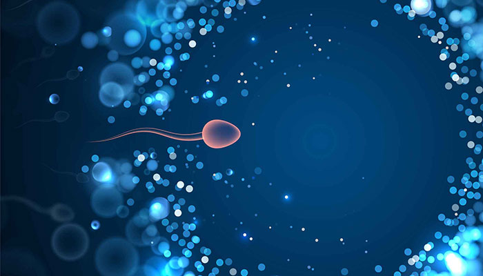 Sperm Illustration