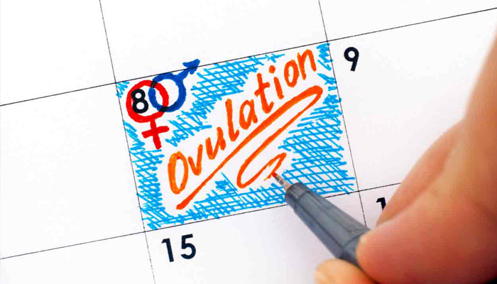 ovulation calendar